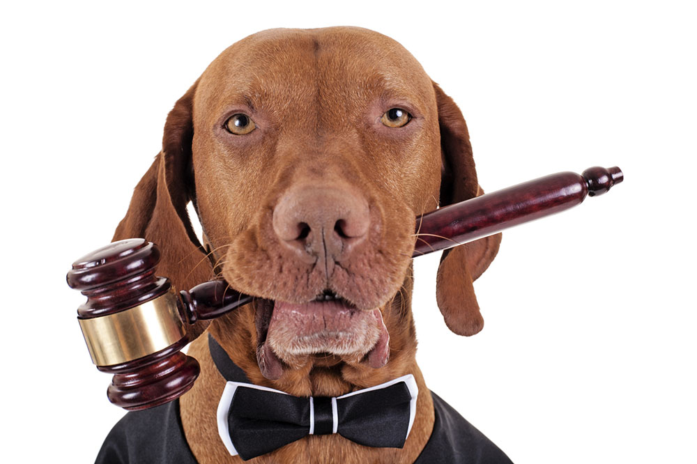 Legal Industry Always Wins by Using Memorable Toll Free Numbers